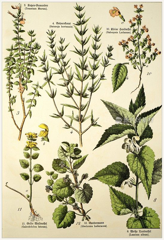 维多利亚风格的植物石版画，用拉丁文和古德语书写有相应的说明文字。1880 - 1889年,德国慕尼黑。